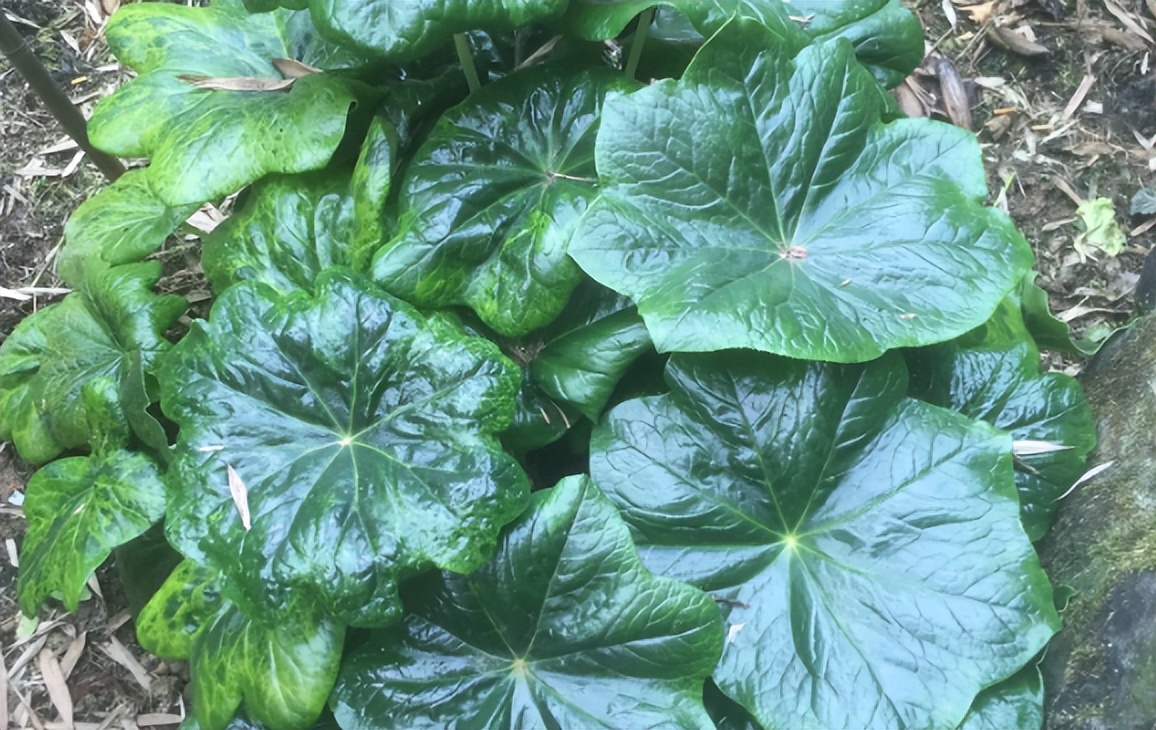 治蛇伤最好的植物,可以治蛇伤的植物是什么