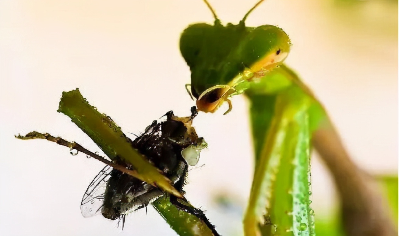 还有哪些益虫会捉哪些虫子,吃害虫最多的益虫是什么虫子