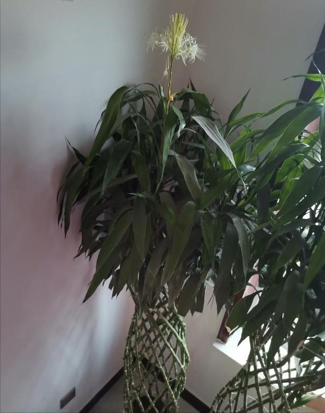 客厅养什么花最好最招财,客厅养什么花好看旺财