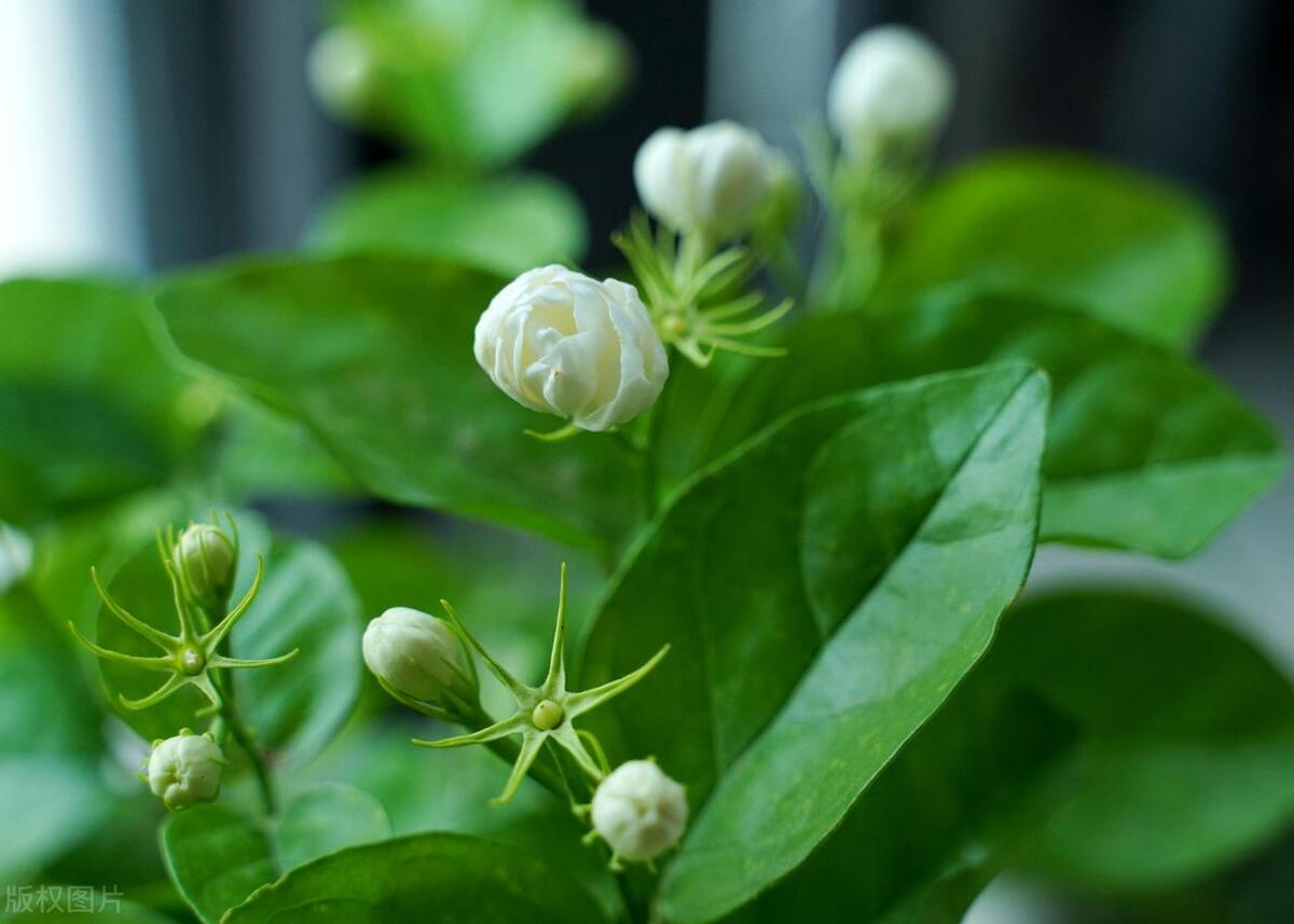 夏天活香花，这么养枝繁叶茂，花苞突突冒