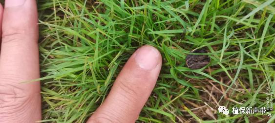 草坪锈病的病害预测及防治策略,草坪病害识别与防治