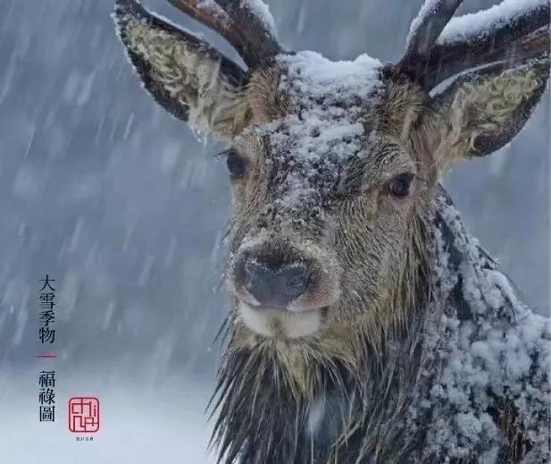 今日大雪飘落诗词,今日大雪优美句子