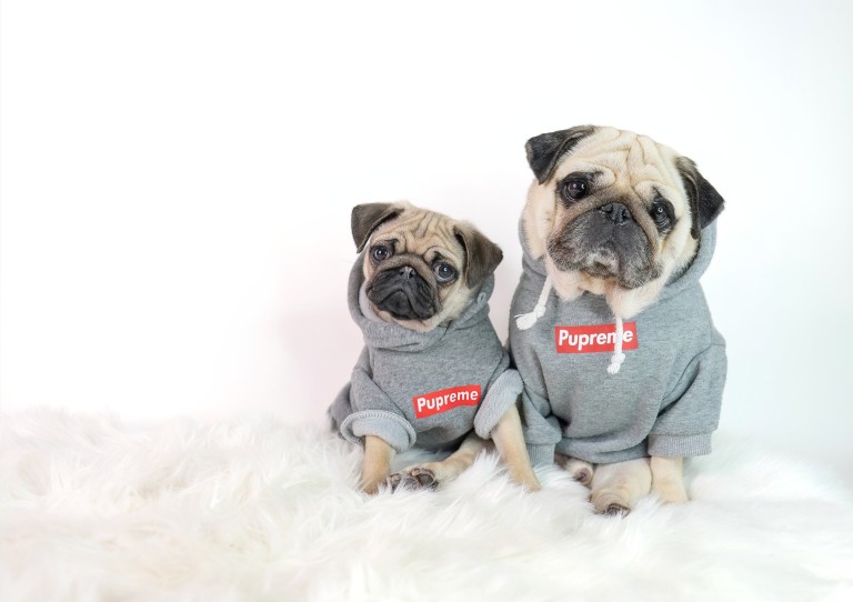 英国最受欢迎的宠物狗,英国最受欢迎的十大名犬