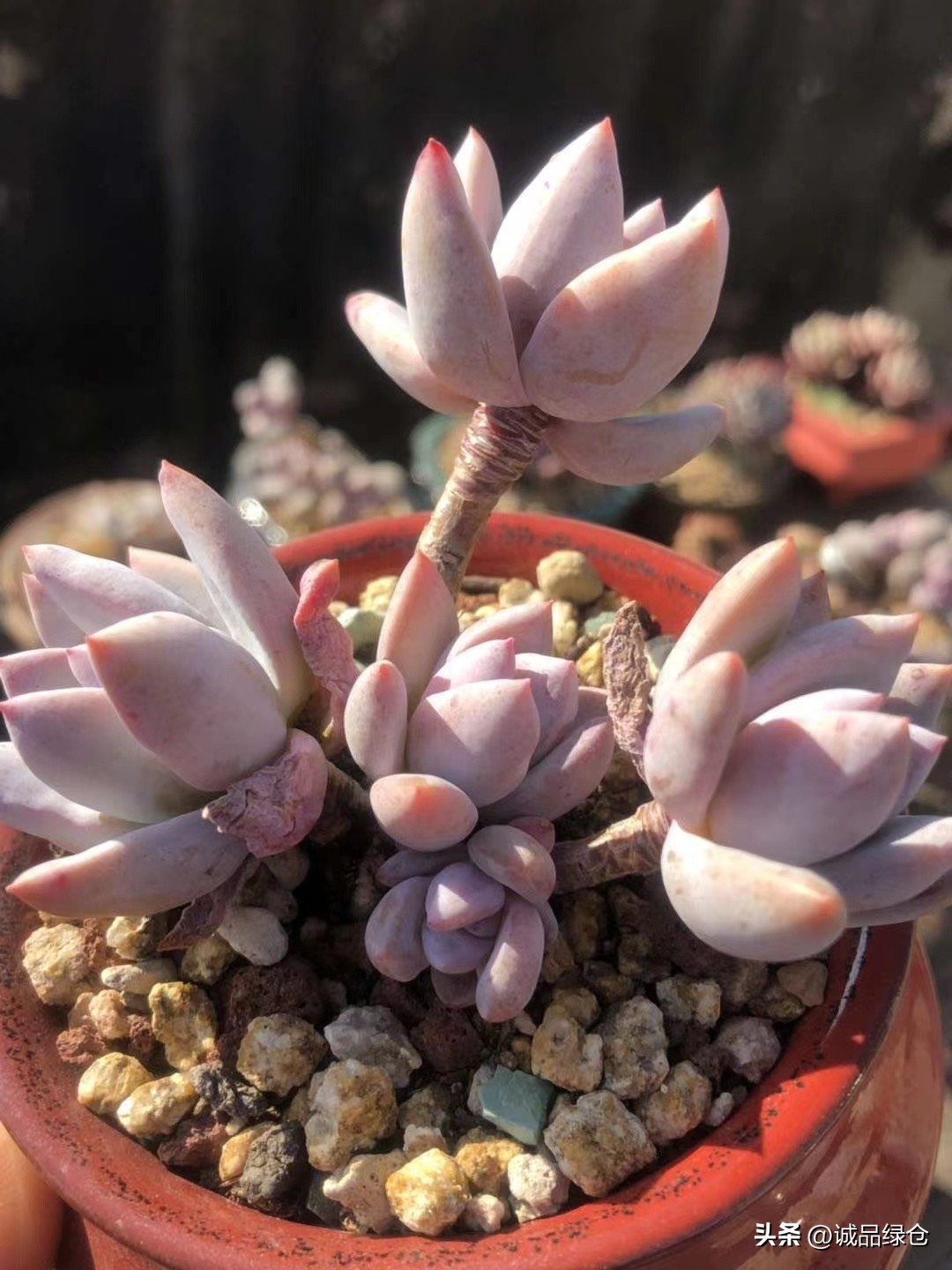 十大最萌的多肉植物,十大稀奇的多肉植物