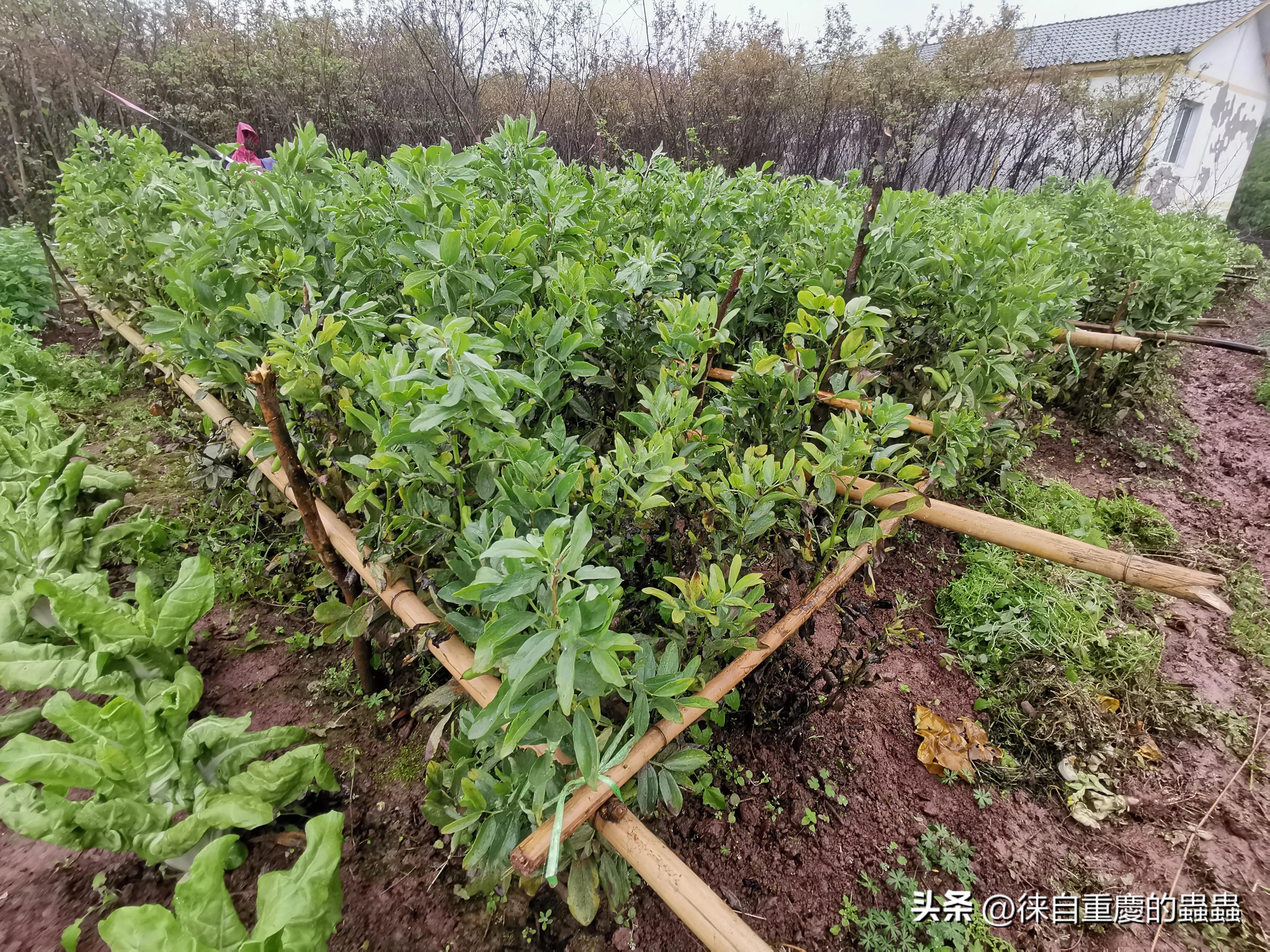 教授出没，风行草偃