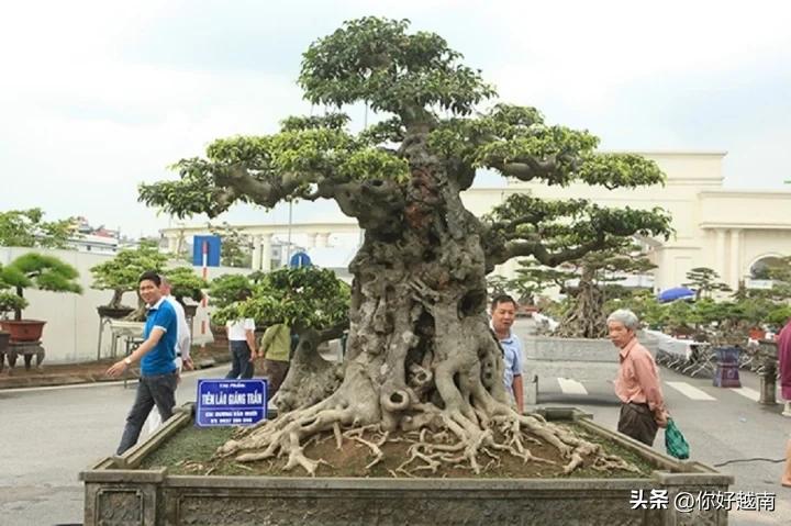 越南顶级盆景图片大全,越南价值上亿的盆景