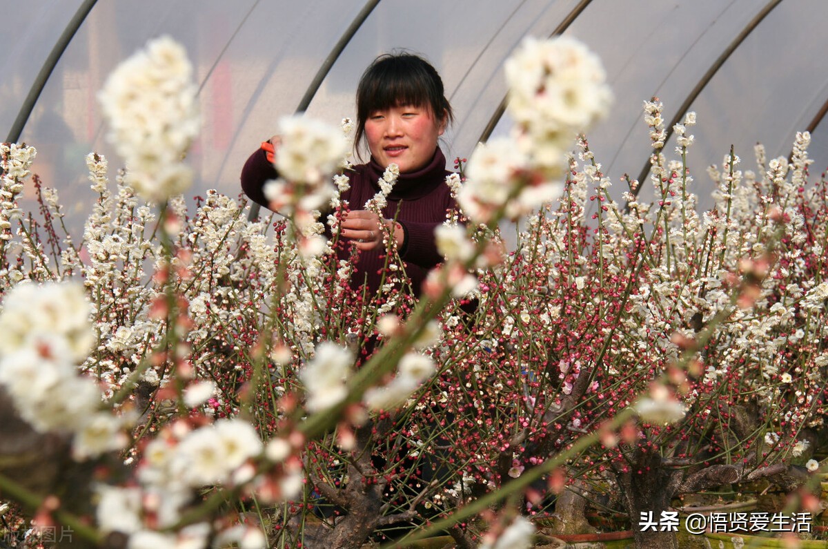 梅花常见病,梅花盆景常见病