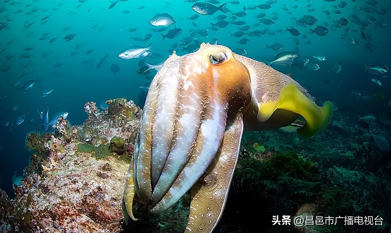 世界上寿命最短的动物排名前十,千年乌龟万年鳖动物的寿命排名