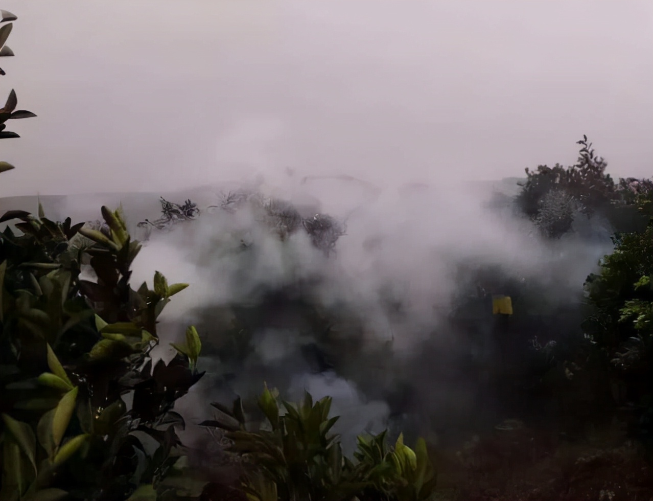 柑橘种植四大注意事项介绍,柑橘树防冻技术视频教程