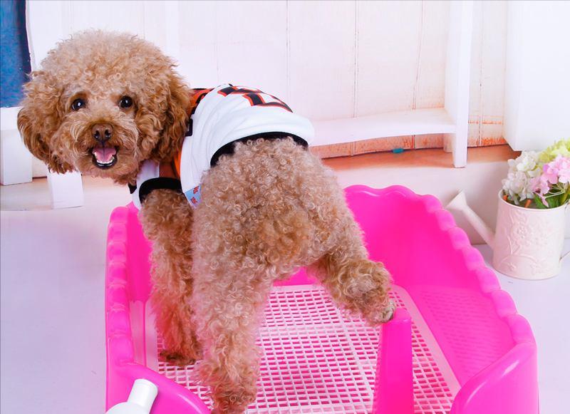 泰迪犬怎样训练大小便,泰迪犬大小便训练