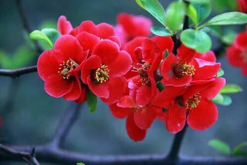 贴梗海棠海棠花品种大全,贴梗海棠的花型