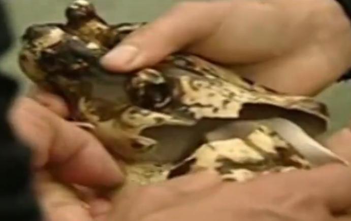 渔民在湖里挖出宝藏,湖底宝藏打捞视频