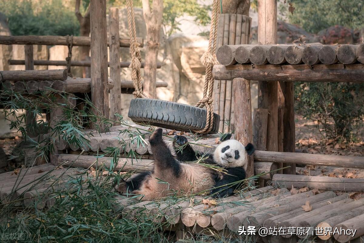 野生动物攻击熊猫会被击毙吗,出现过熊猫伤人的事件吗