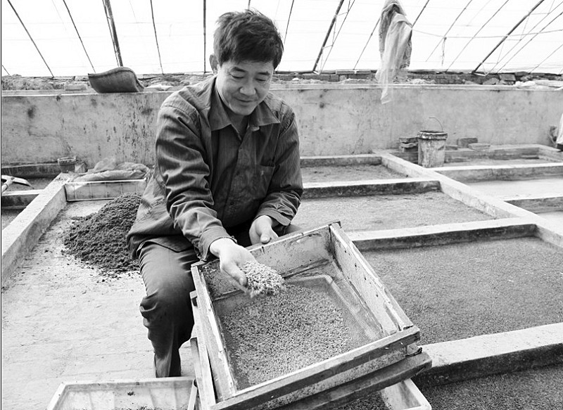 怎样彻底除苍蝇和蛆呢,苍蝇到底有多烦人