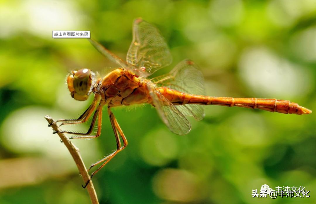 古代丰县在哪里,丰县有哪些历史