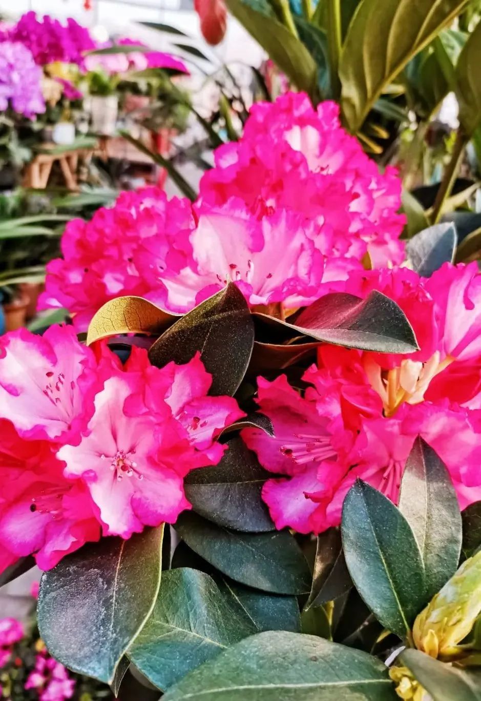 把春天带回家原唱,把云南的春天带回家