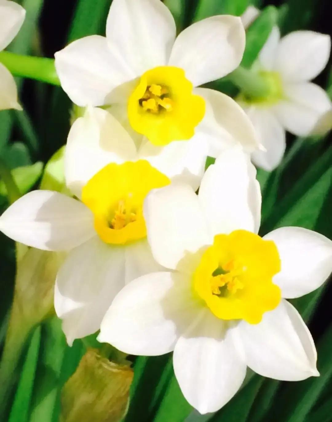 古诗词中的水仙花：飘零尘俗客再见水仙花