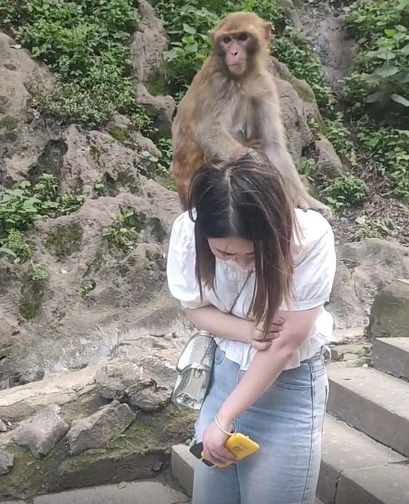 女子和男友去景区游玩，被猴子爬到肩膀上揪头发，男友却无动于衷