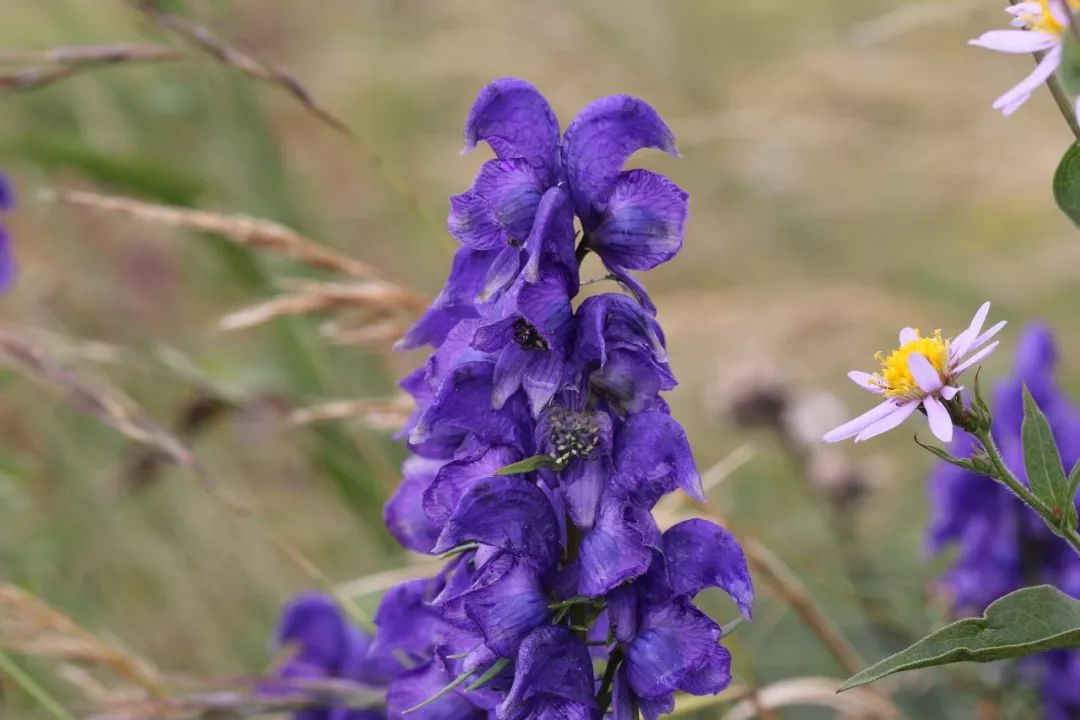 150种常见药用植物大全,150余种常见药用植物花期组图
