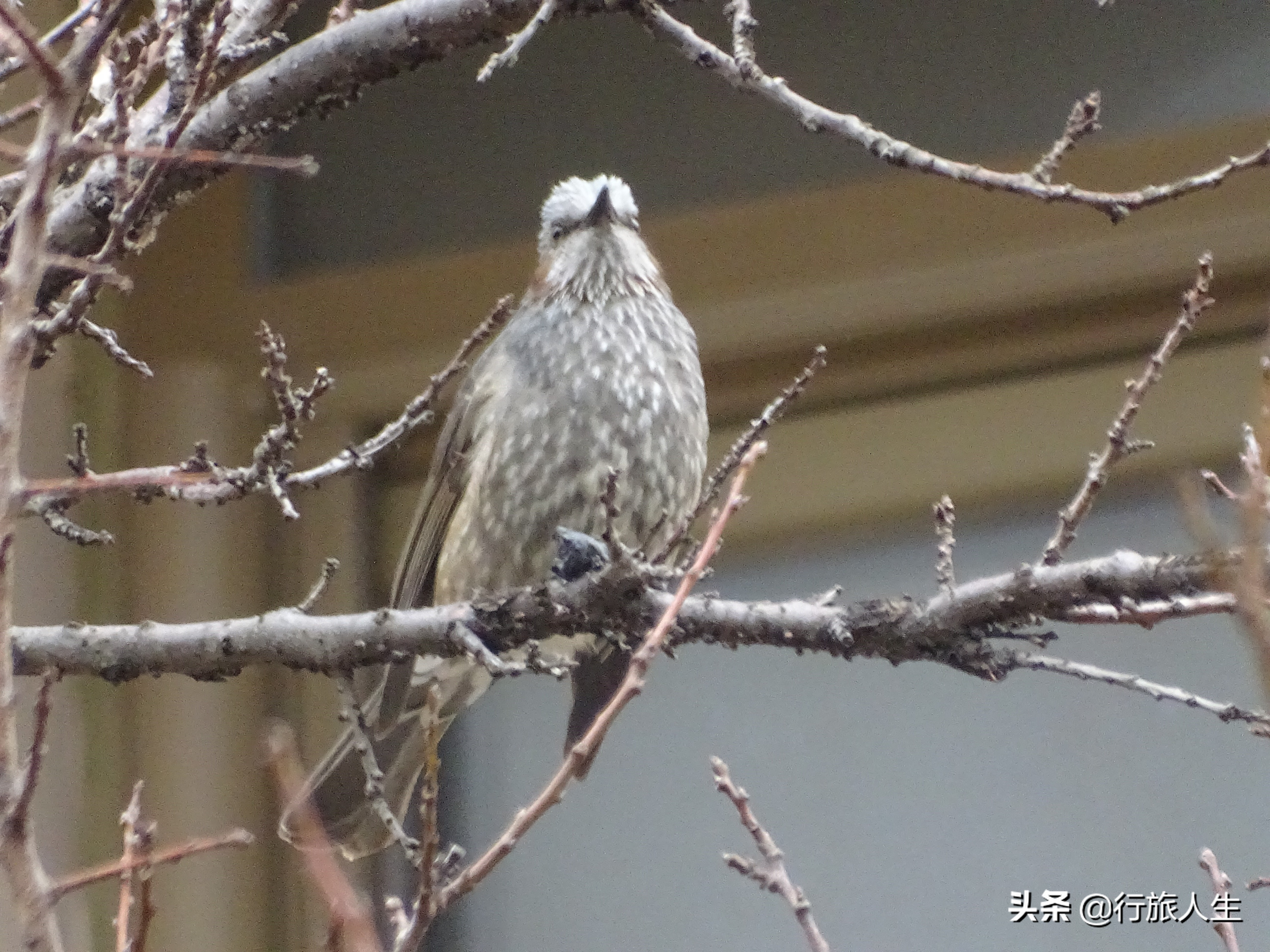 冬日的鸟儿文案,冬日鸟儿在树上图片