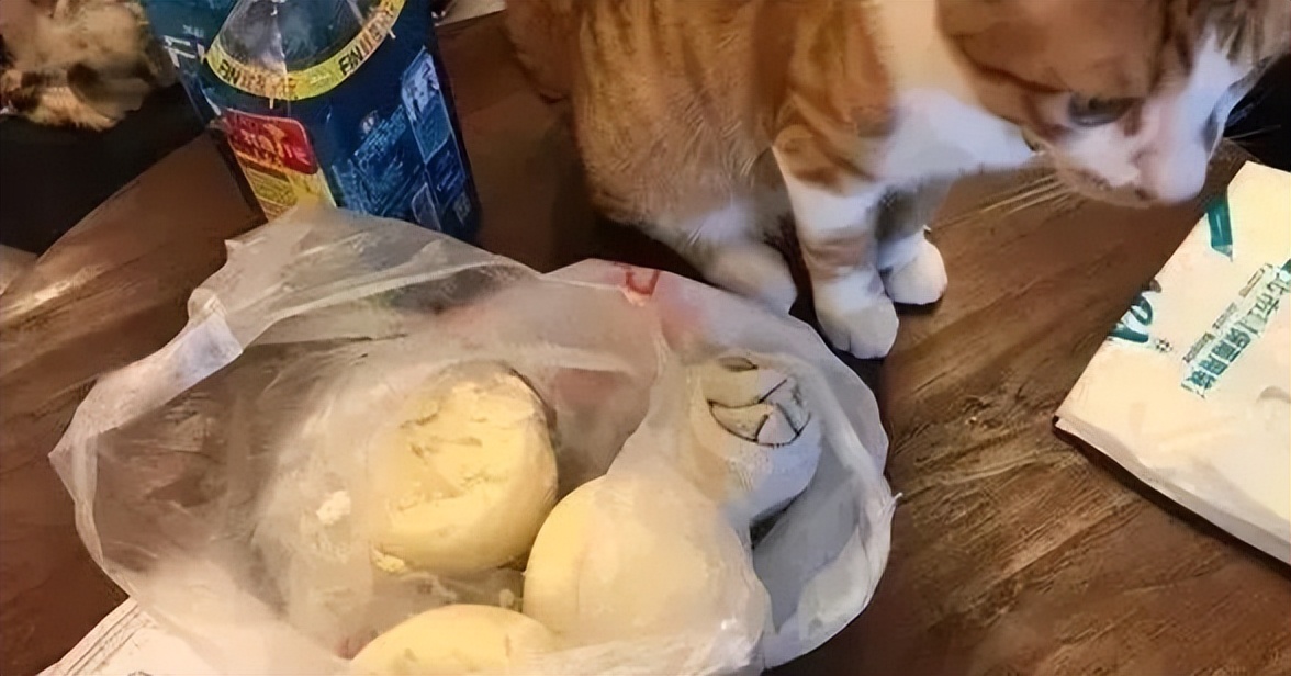 20多斤巨型橘猫,20斤的流浪橘猫