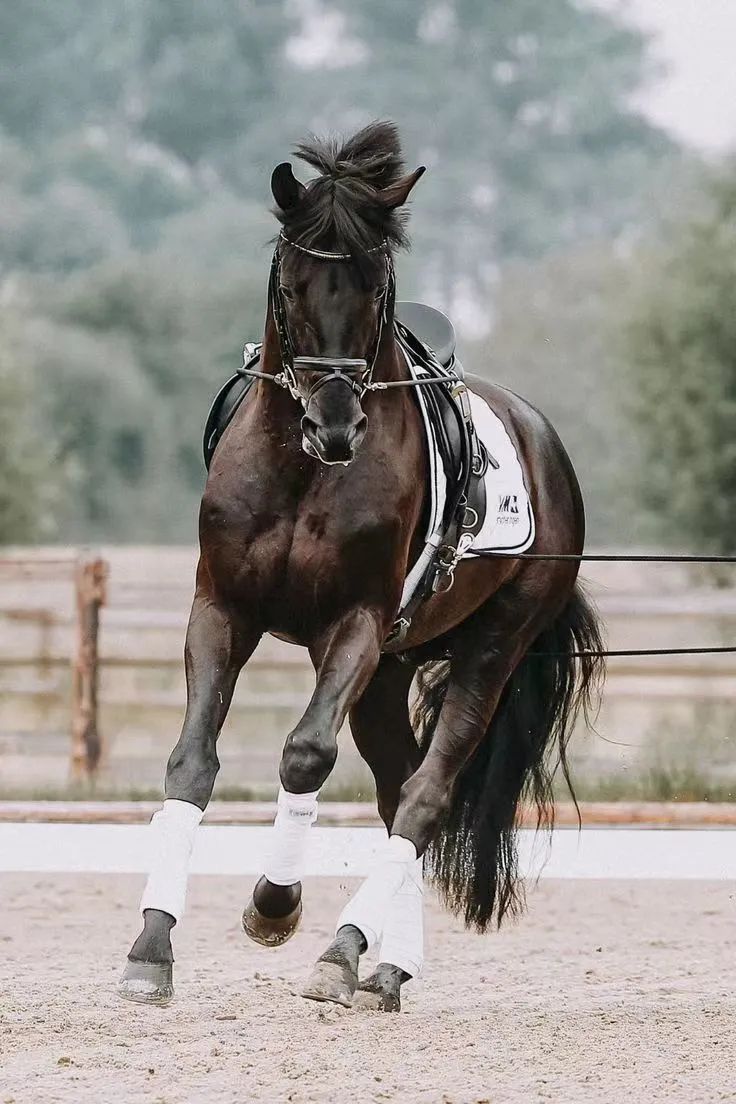 买马的时候该怎么挑,新手买马需要注意什么