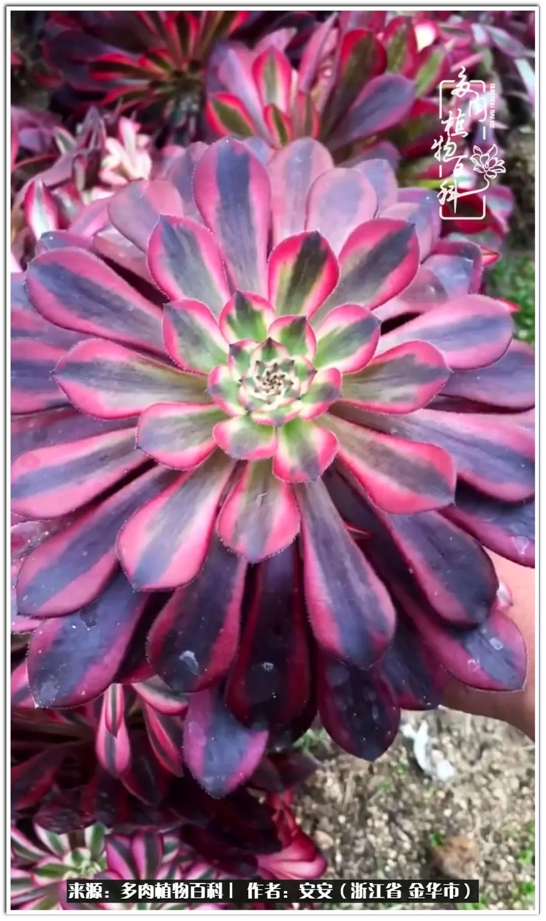 多肉法师花卉品种大全,多肉法师为什么叫法师