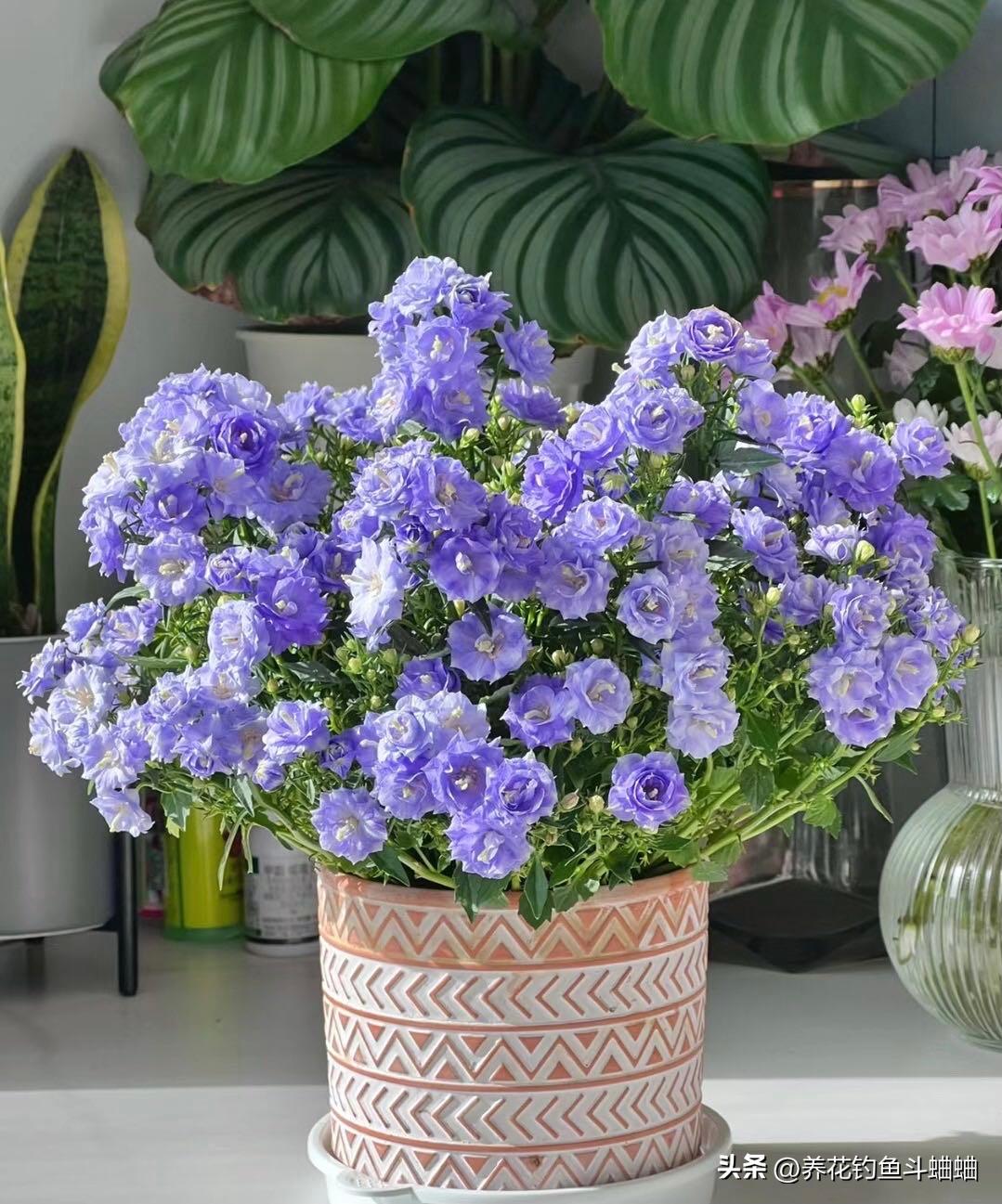 风铃花的养护方法,风铃花的养护视频横向