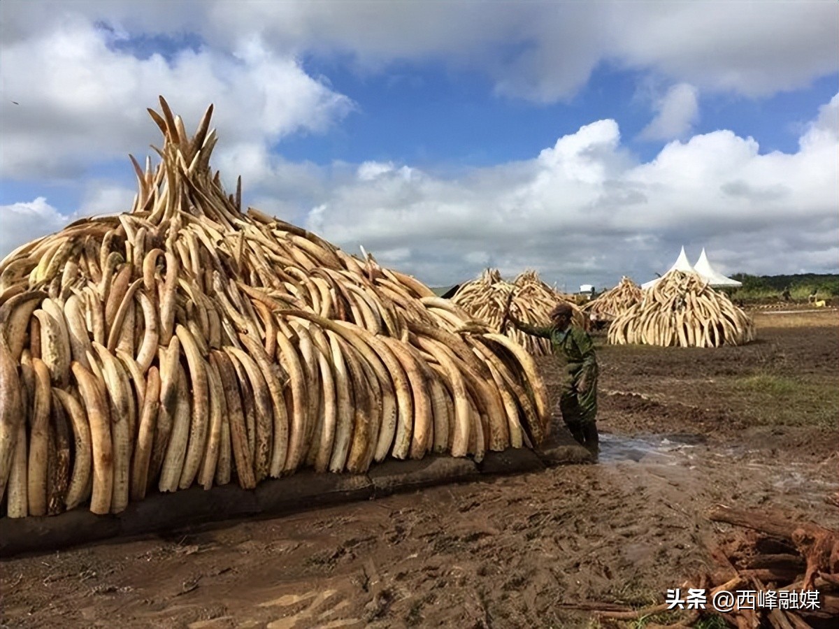 为什么取象牙必须杀死大象,大象为什么割掉象牙就死了