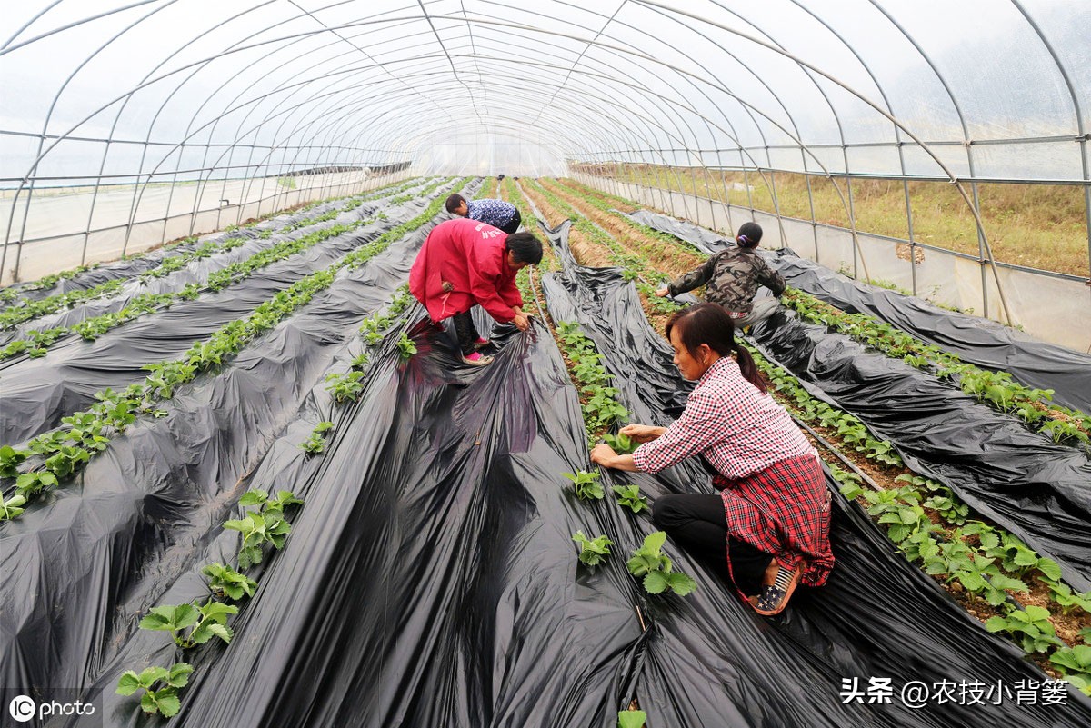 草莓的种植方法不用营养土种草莓,种草莓如果草莓苗有根如何种植