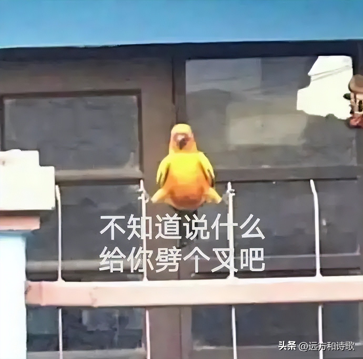 国庆休息今天加更一次！香姐段子：段子：我戴墨镜帅不帅？