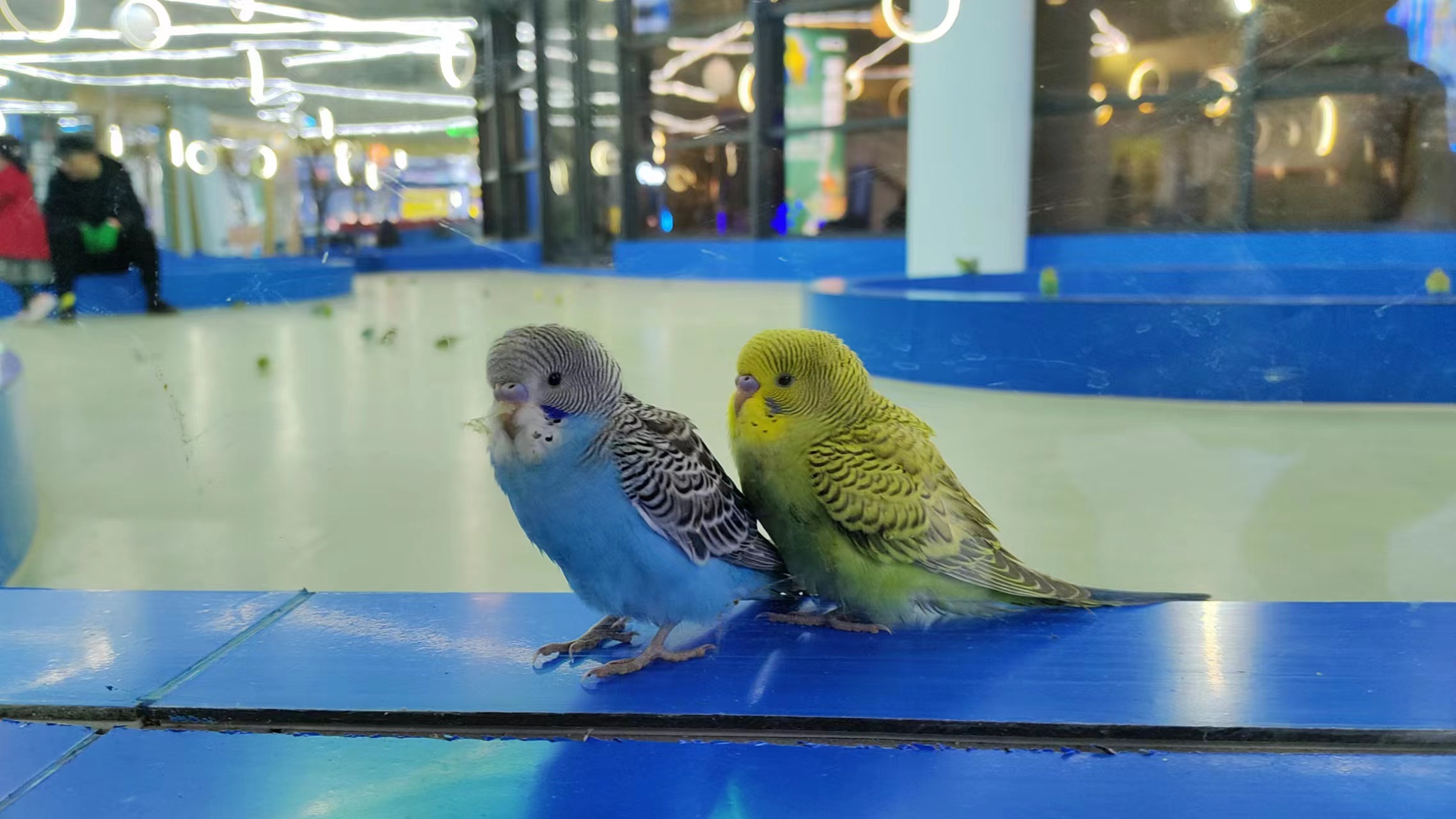 vivoiqooz6自拍效果,vivoiqooz6手机怎么拍照好