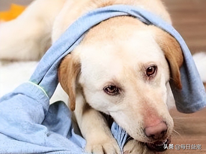 为什么狗狗老是喜欢咬裤脚,狗狗咬裤腿是什么意思