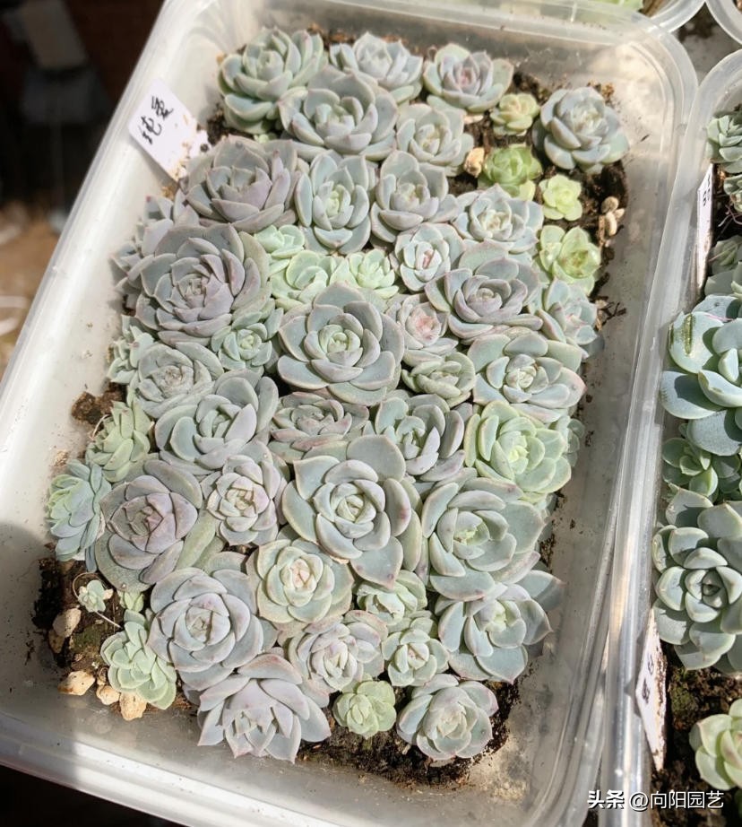 买多肉叶片划算吗,买多肉裸根好还是带土球好