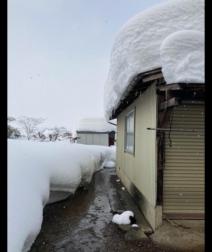 小猫被冻僵在雪地好心人路过救援,猫被困36天后奇迹存活