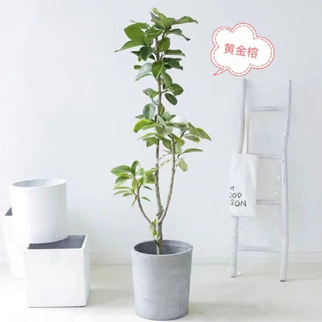 十种最好养的网红植物,家庭好养的网红植物