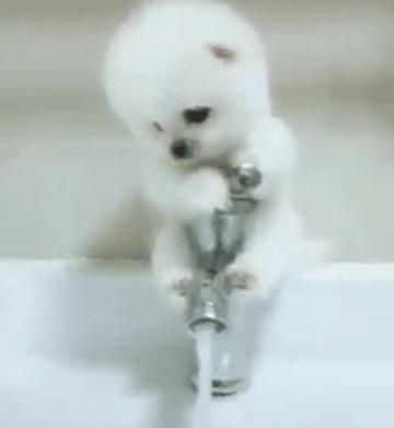 养博美的禁忌和注意事项,养博美怎么防止乱叫