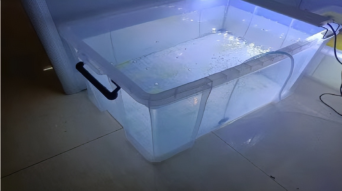 鱼友分享这些养鱼经验句句在理,鱼友种植水草缸心得赶紧收藏吧