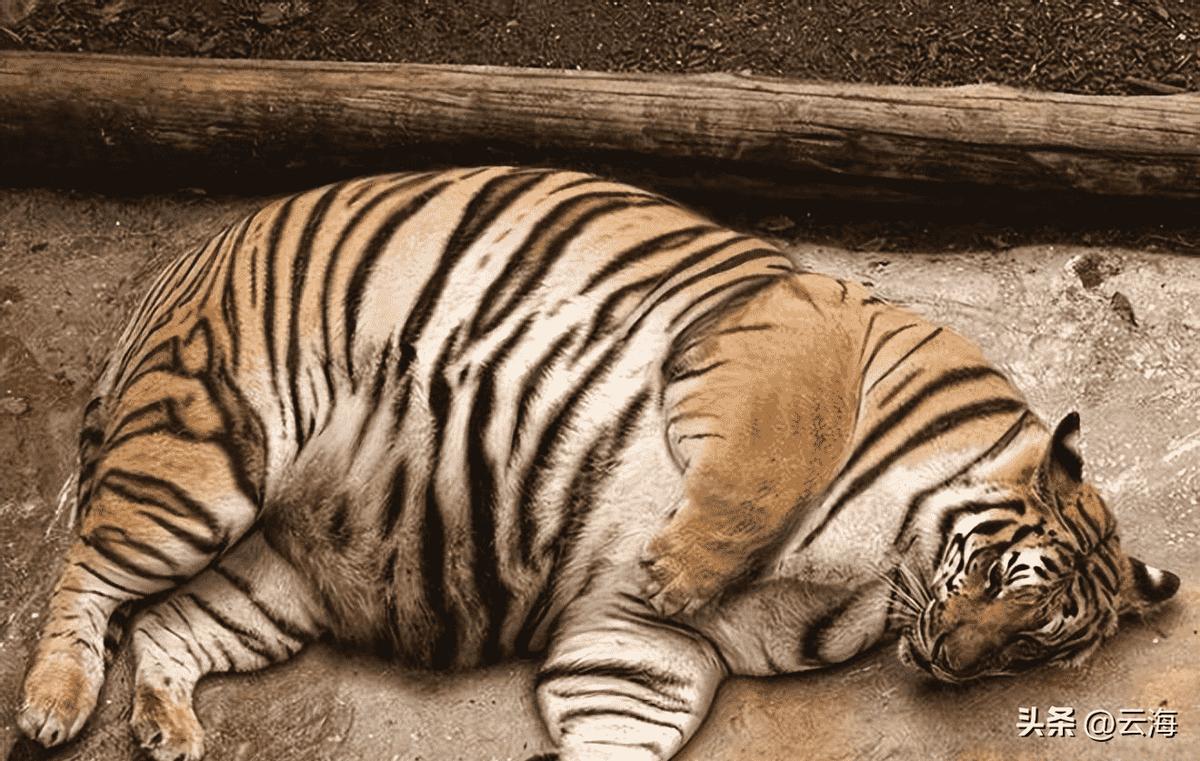 晚清男子被执行酷刑,清朝酷刑犯人游街示众