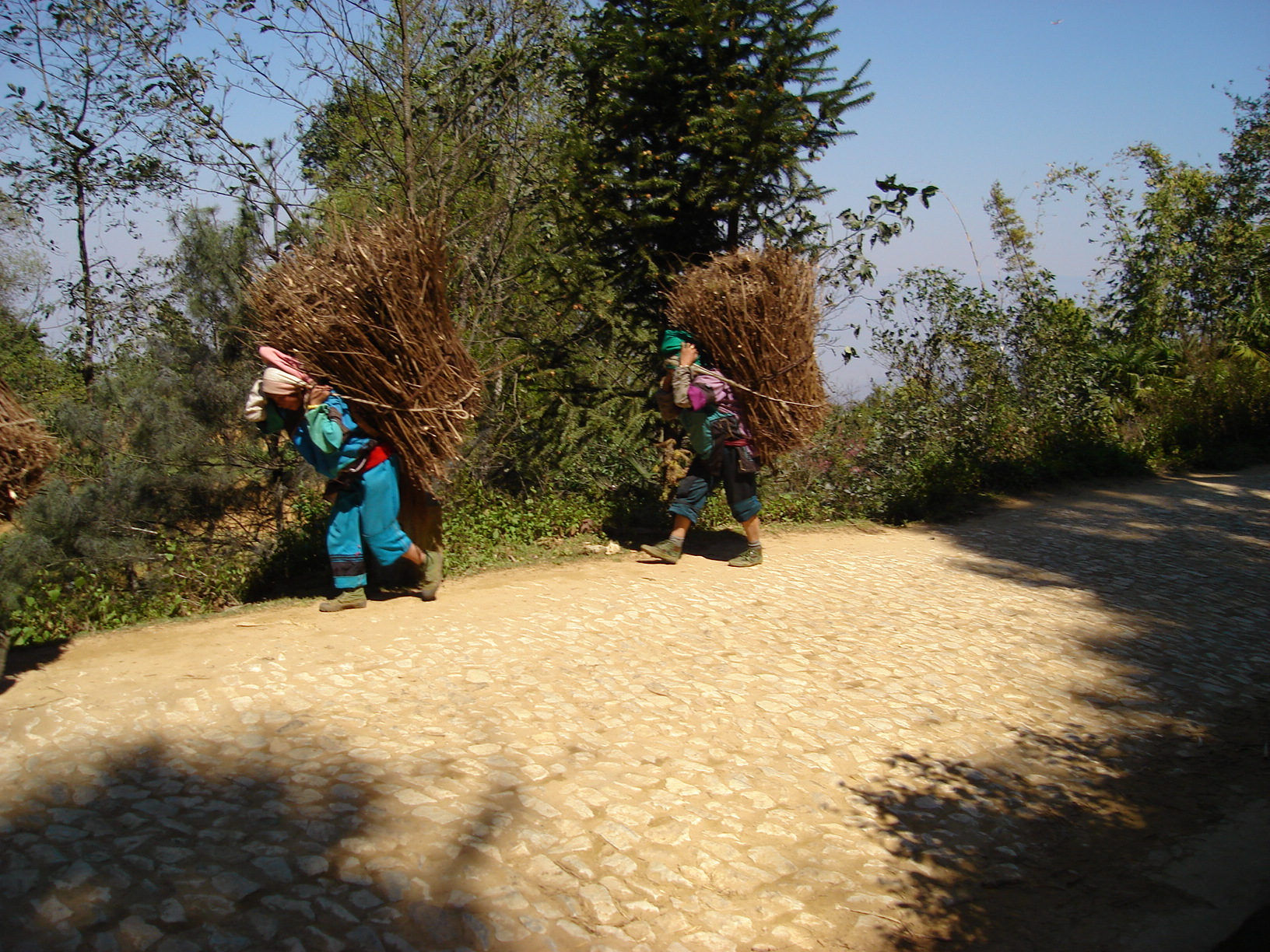 背柴火的女孩儿的图片,背柴火彝族姑娘
