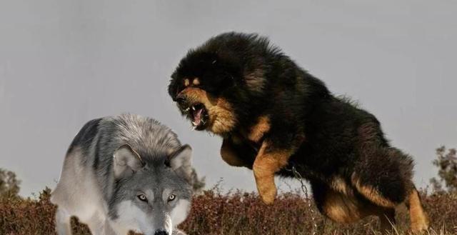 被狼群救下的藏獒,西藏一头孤狼咬死七只藏獒