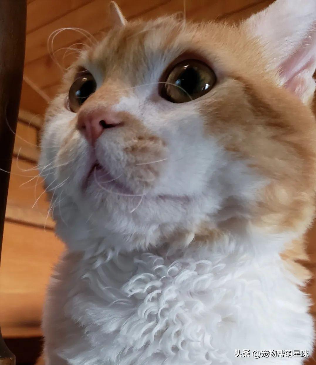 猫咪胡子被烧了,猫咪胡子卷曲是得病了吗