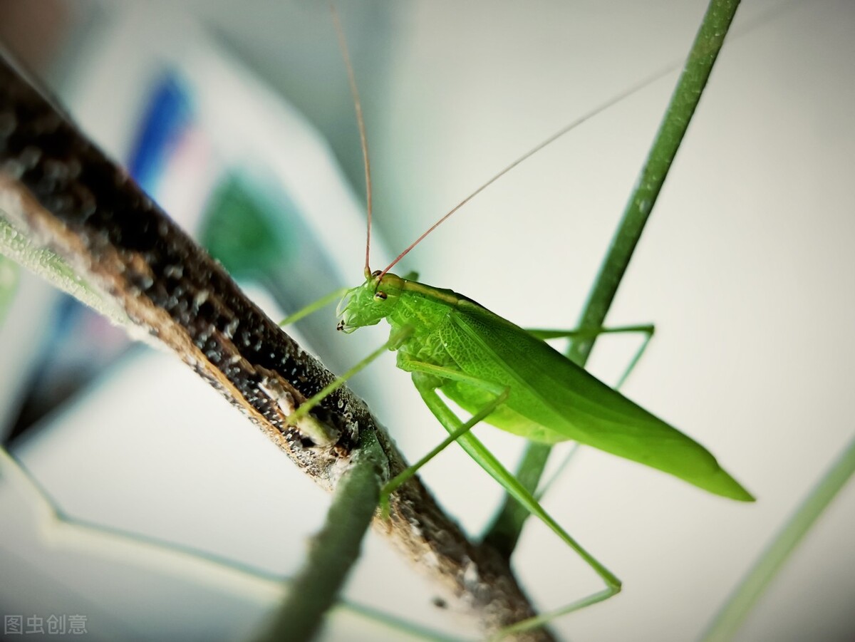 如何克服昆虫恐惧症,人对昆虫的恐惧大于死亡