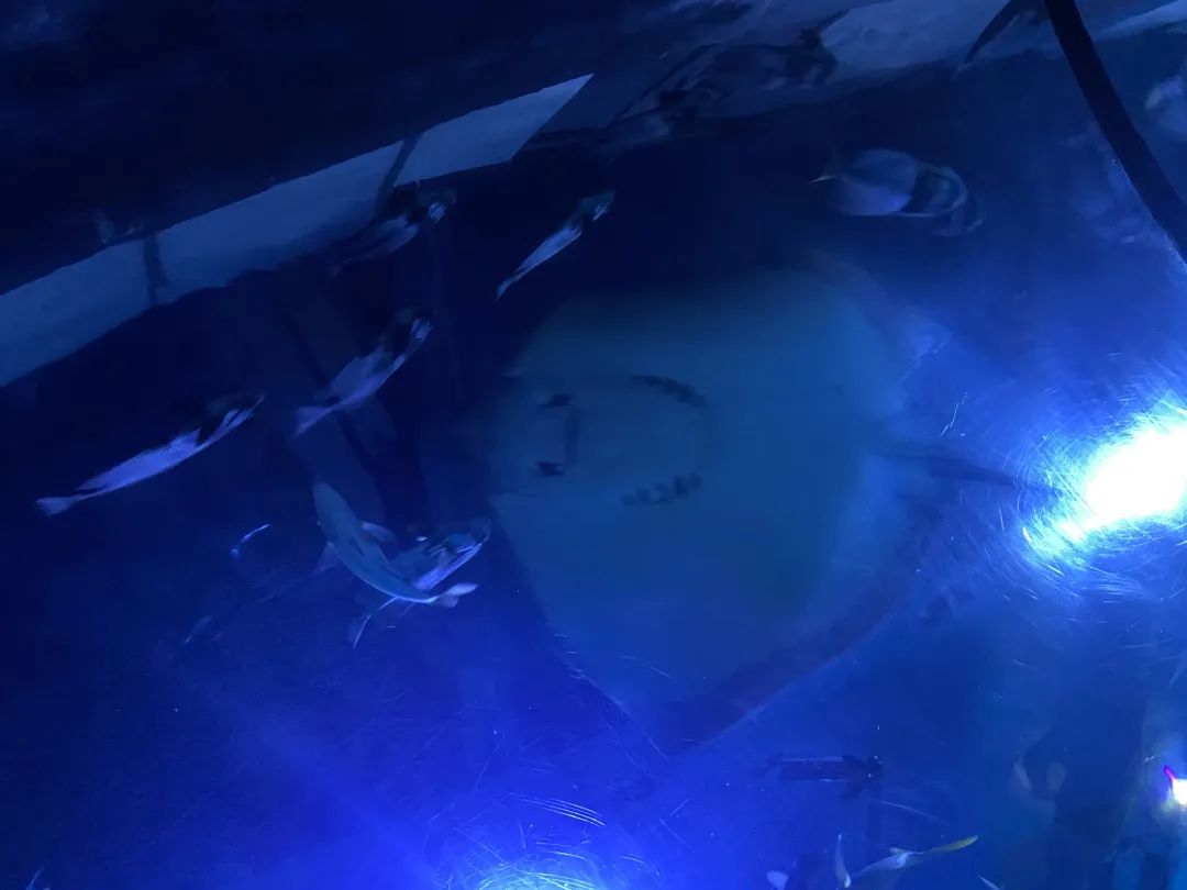 世界杯吉祥物创意美术,世界杯吉祥物灵感