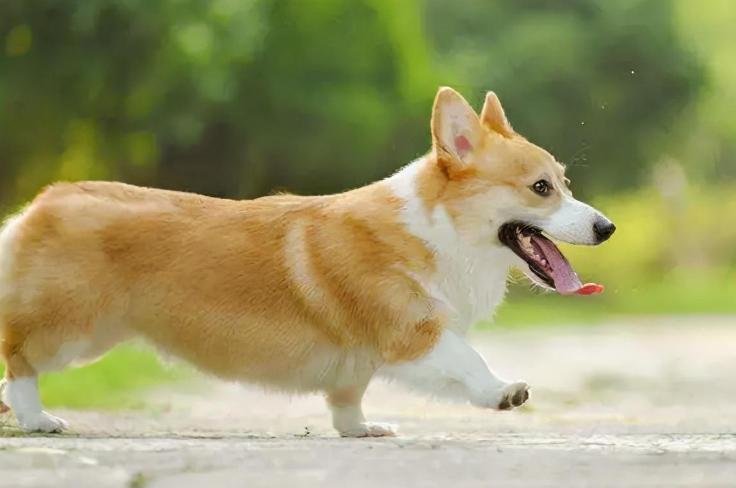 为什么小狗老是咬狗绳,小狗为什么喜欢自己咬着牵引绳