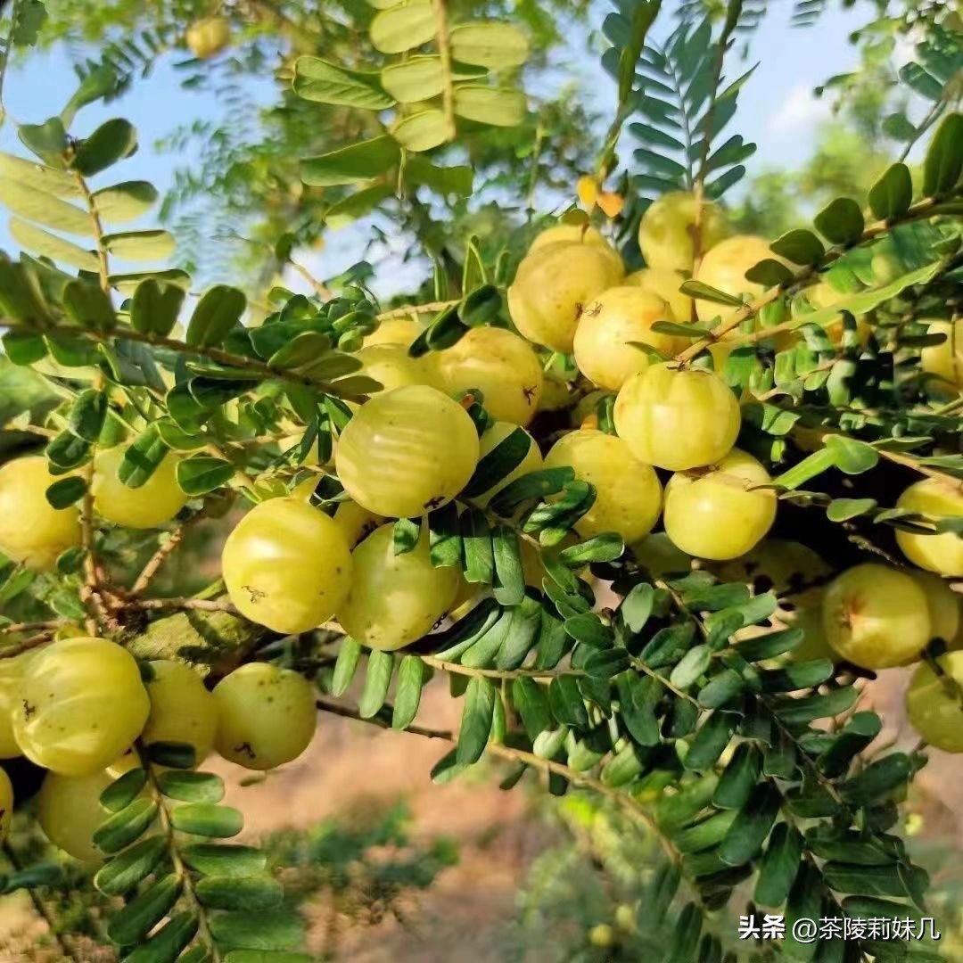 大人冬季咳嗽快速止咳小妙招雪梨,熬夜咳嗽快速止咳小妙招雪梨
