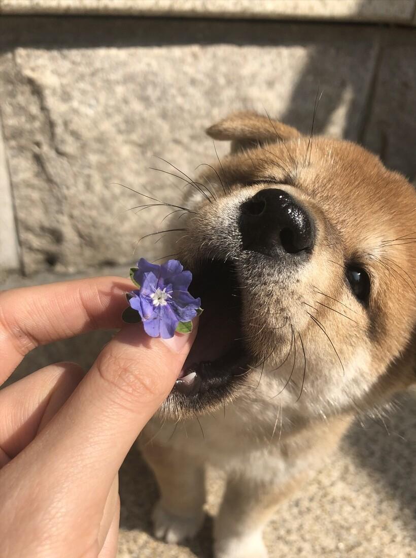 柴犬幼犬挑食不吃狗粮只吃火腿肠,柴犬挑食不吃蔬菜
