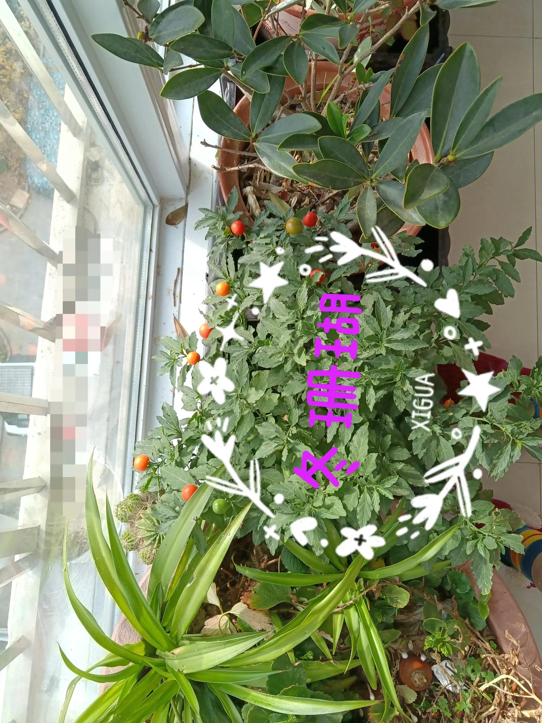 冬日里的向阳花,开在冬日的向阳花