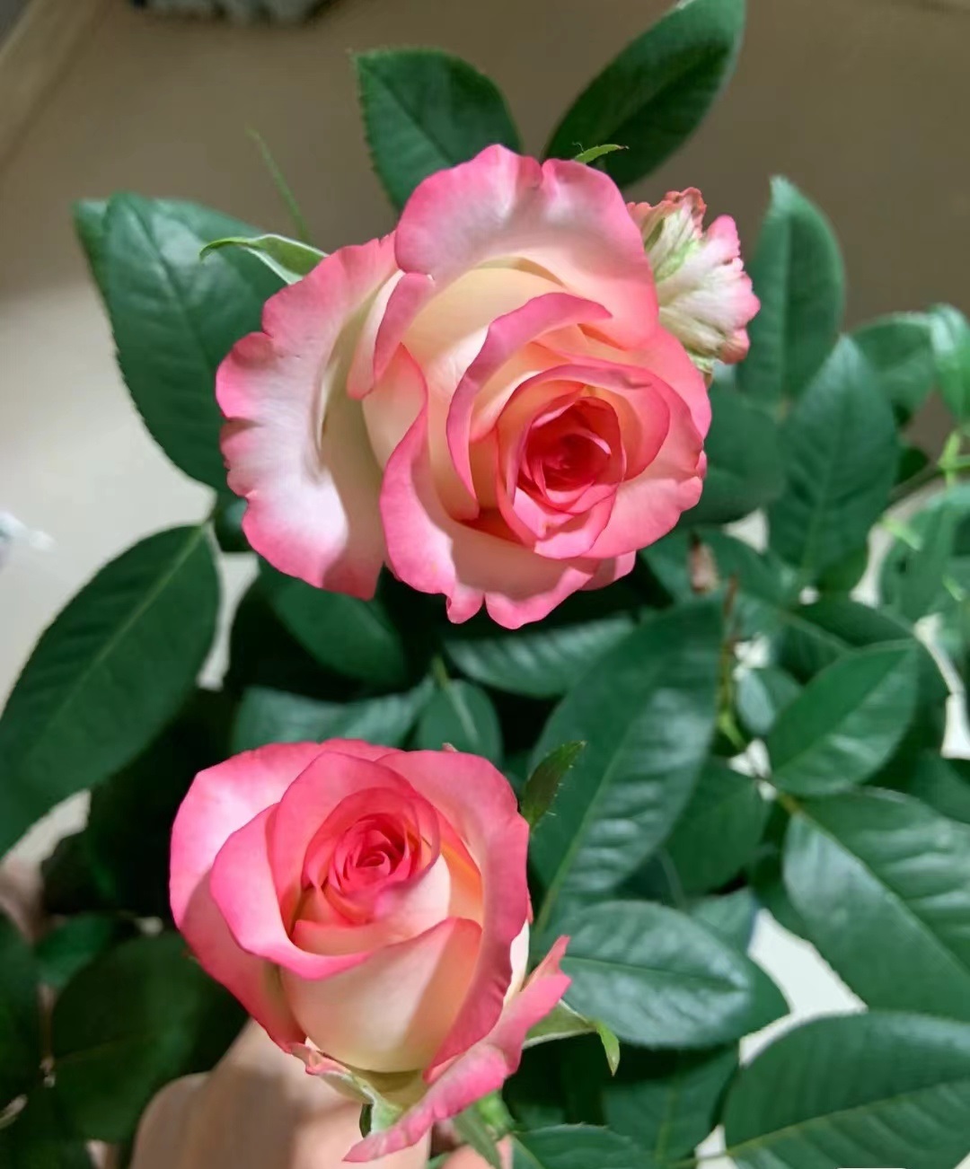 像艾莎一样花期长的月季,艾莎月季花品种大全