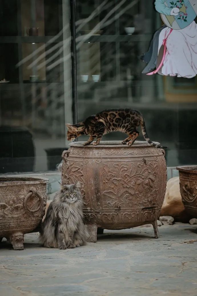 猫掉缸里怎么办,猫咪老是掉缸怎么办